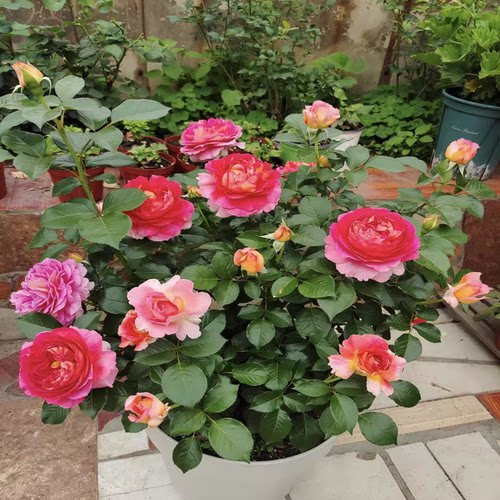 超新品巴黎精神玫瑰月季花苗大花