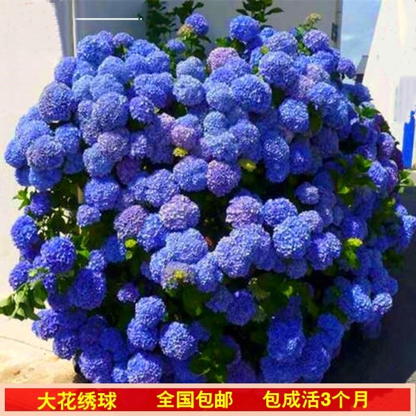 重瓣大花10年老绣球花无尽盆栽