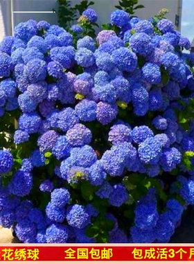 重瓣大花10年老绣球花无尽盆栽