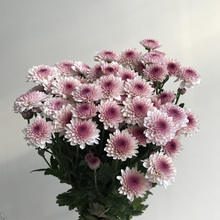 云南昆明小雏菊新鲜迷你鲜切花水养家庭办公混搭插花束顺丰 包邮