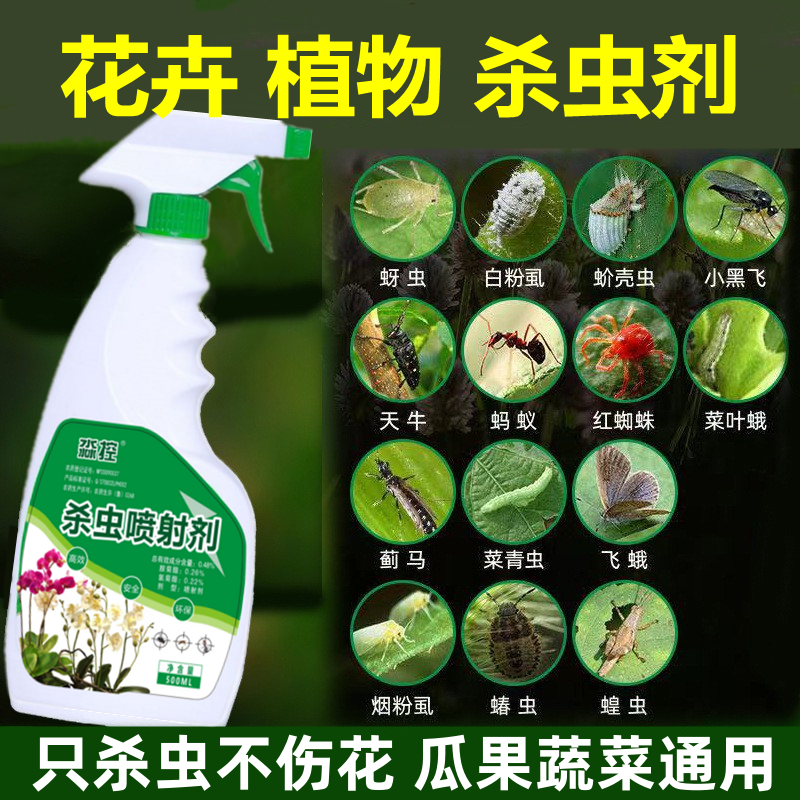 治打除太阳花多肉上有白色的虫子杀虫剂专用兰花蚧壳虫白虫药