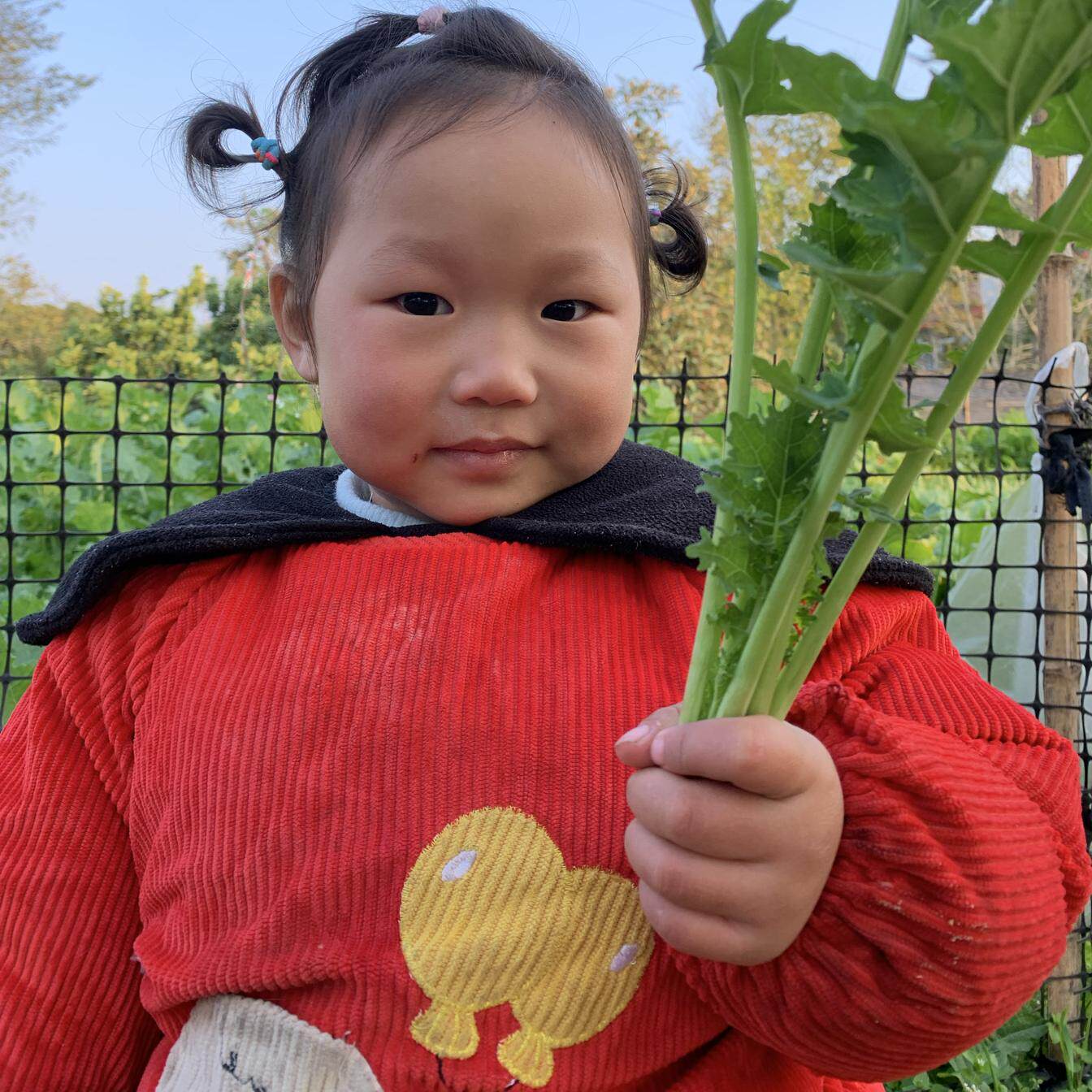 露天农家油菜苔豌豆尖菜心川阿婆家油菜苔3斤+豌豆尖2斤组合