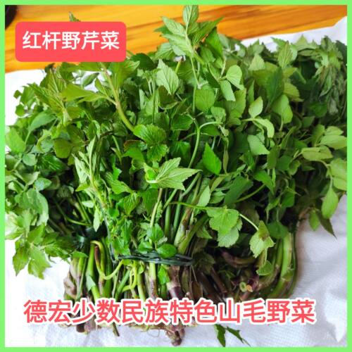 新鲜水芹菜红杆野芹菜毛芹菜德宏少数民族特色山毛野菜叶子菜凉菜