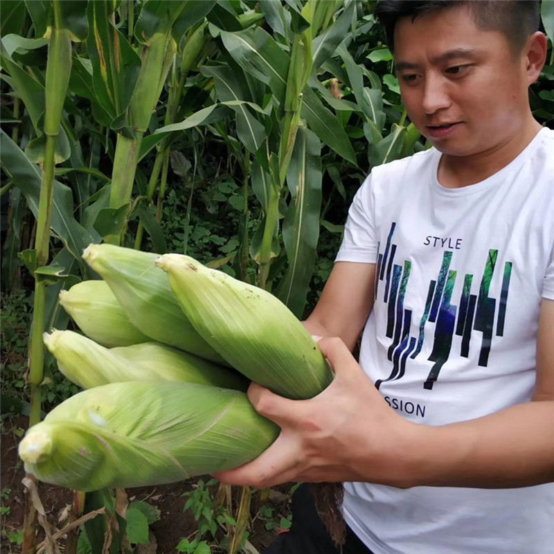 德宏甜脆玉米新鲜水果玉米10斤装 农家玉米棒 可生吃熟吃