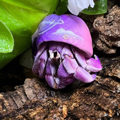 寄居蟹懒人迷你宠物新手好养养活桌面萌宠观赏蟹网红潮人草莓送礼