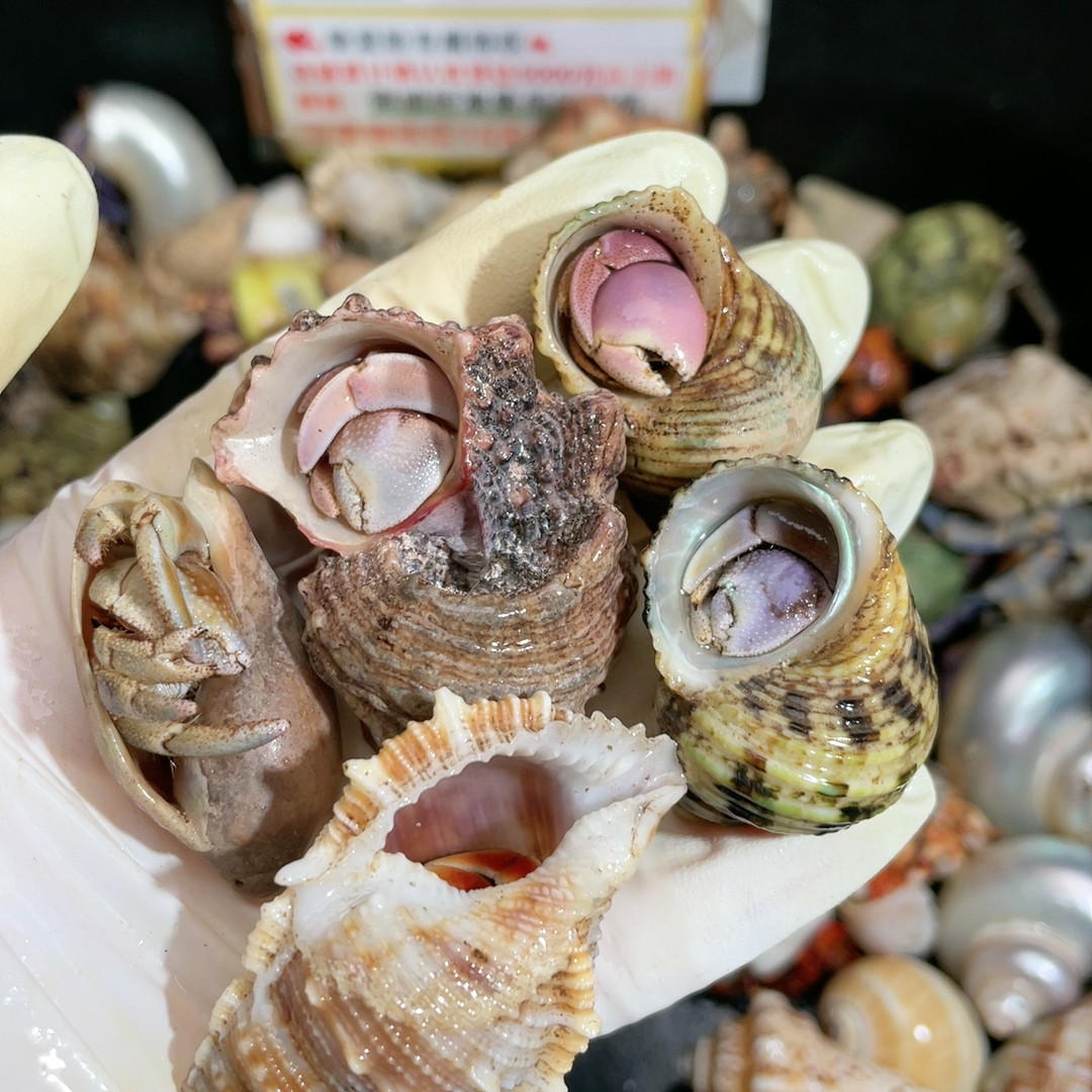 T846 新手全家福,宠物/宠物食品及用品,蟹,淘宝优惠券,粉丝福利购,淘宝优惠卷