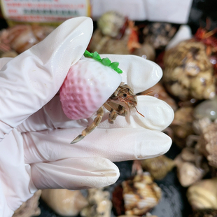 R344 买壳送蟹不包损