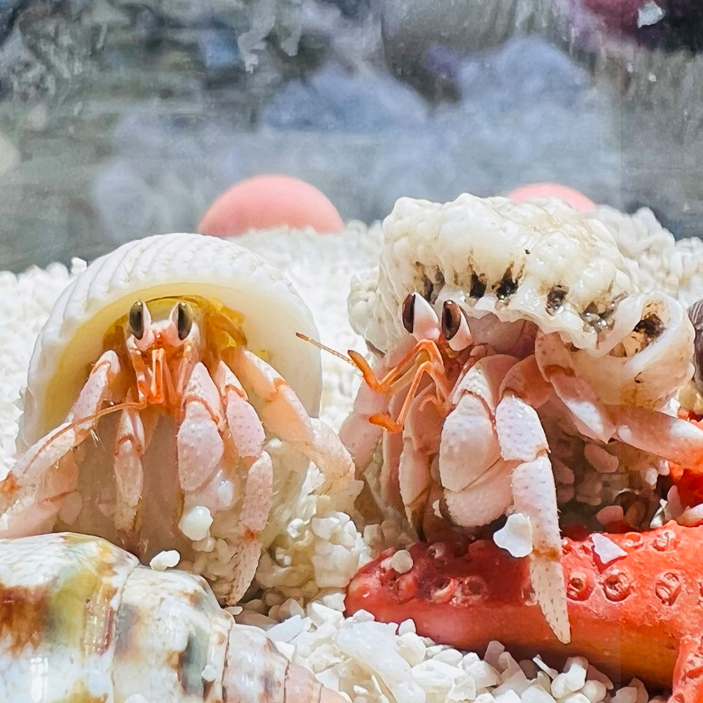 寄居蟹懒人迷你宠物新手好养养活桌面萌宠观赏蟹网红潮人草莓送礼