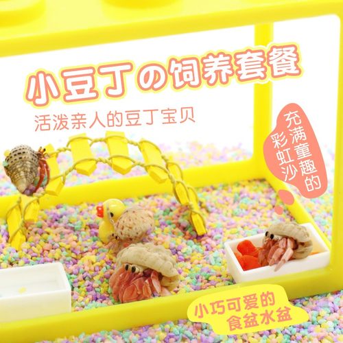 寄居蟹饲养套餐沙蟹灰白短腕桌面