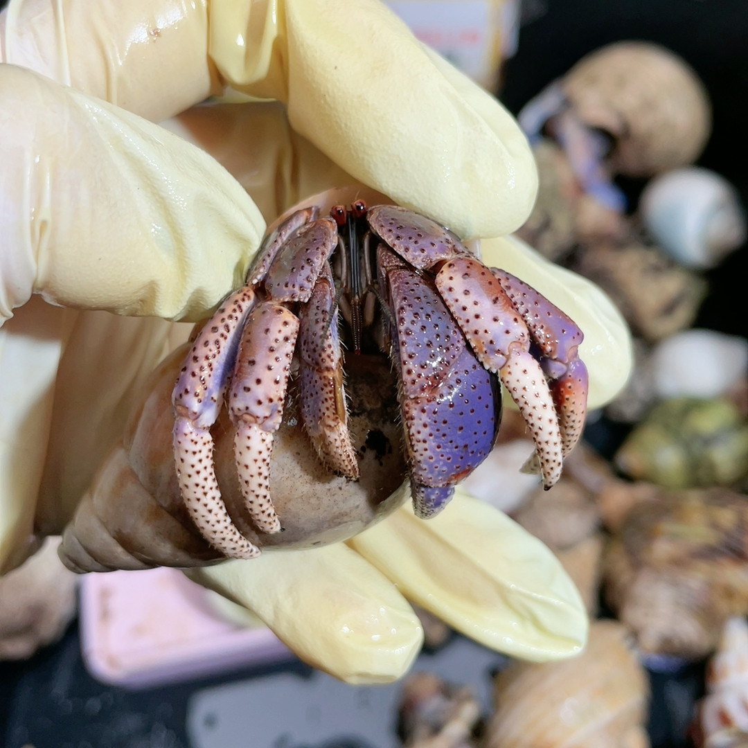 T897 西伯,宠物/宠物食品及用品,蟹,淘宝优惠券,粉丝福利购,淘宝优惠卷