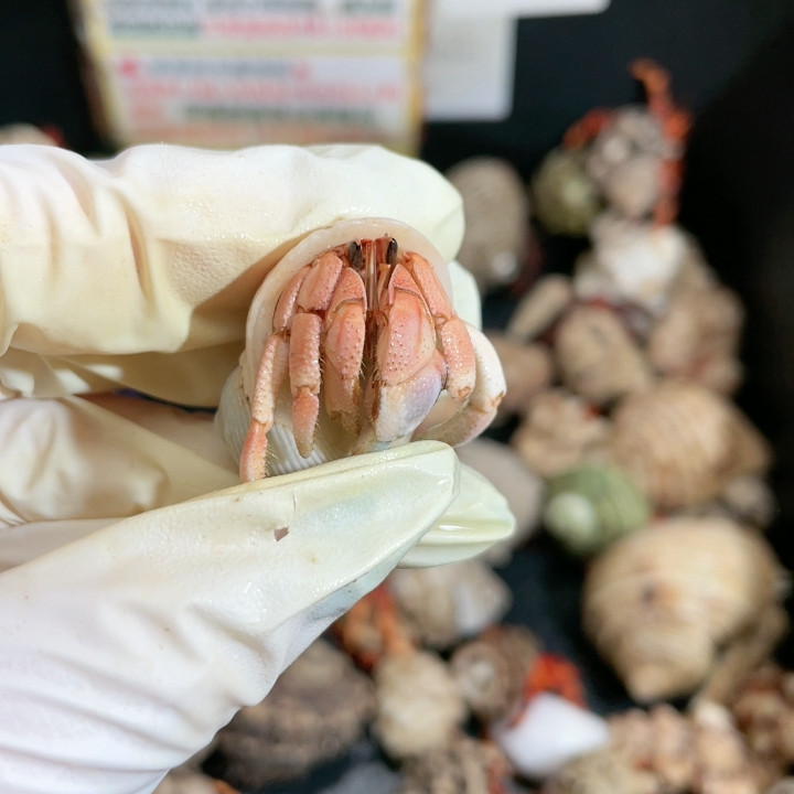 T626 断大尖外岛灰,宠物/宠物食品及用品,蟹,淘宝优惠券,粉丝福利购,淘宝优惠卷