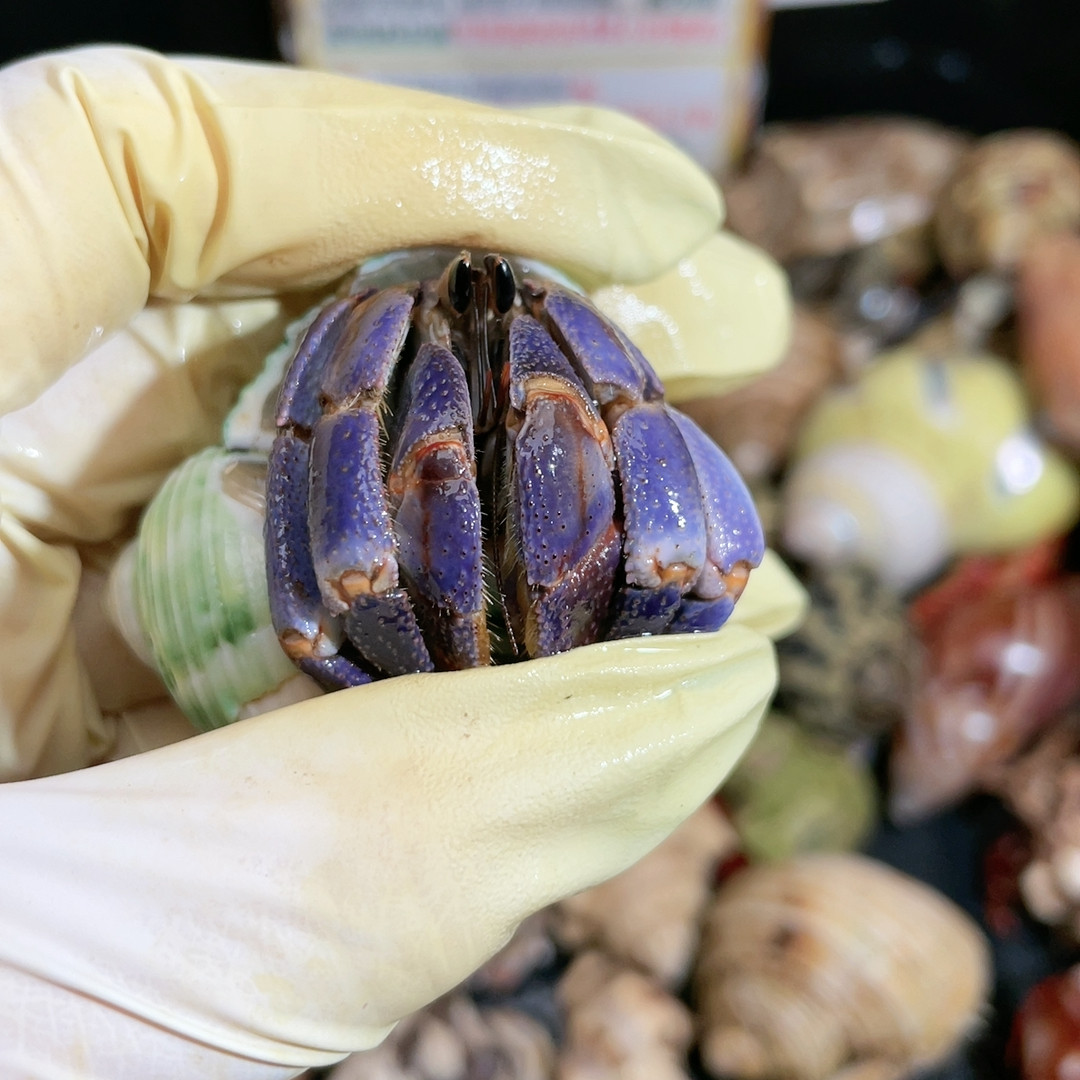 U221 陆,宠物/宠物食品及用品,蟹,淘宝优惠券,粉丝福利购,淘宝优惠卷