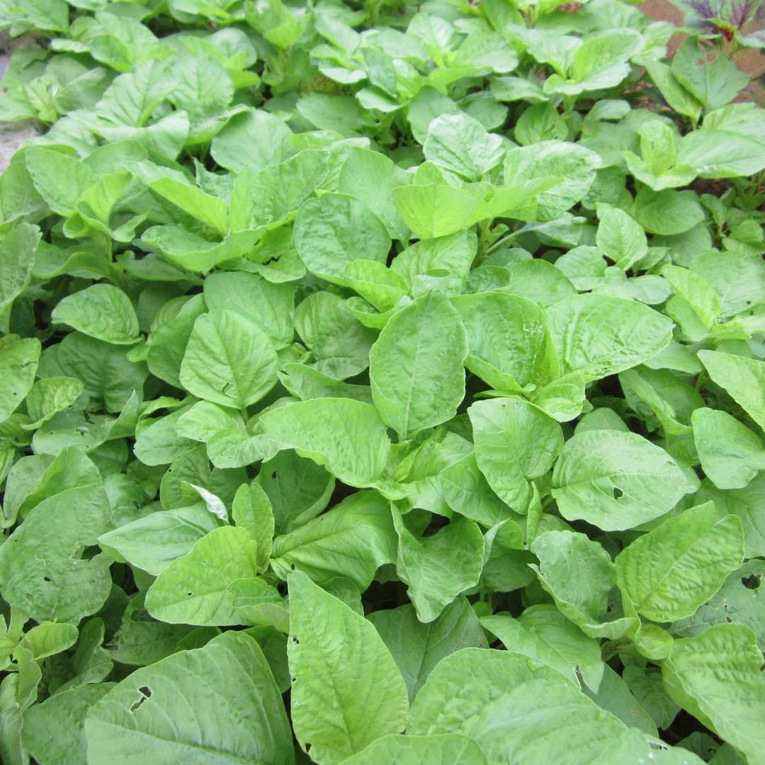 新鲜苋菜河南特产汗菜