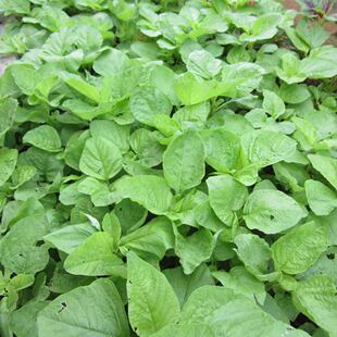河南苋菜 新鲜青绿大叶灰灰菜农家蔬菜野菜 汗汉菜现摘银银菜头茬