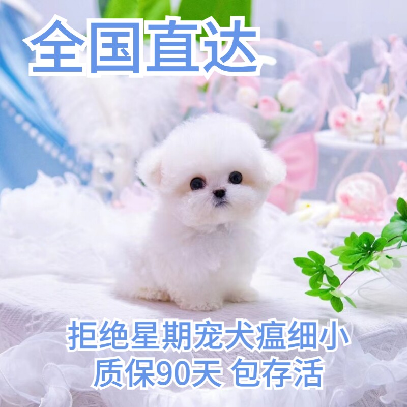 北京比熊幼犬纯种飞耳马尔济斯灰泰迪小型犬血统茶杯犬韩系宠物狗