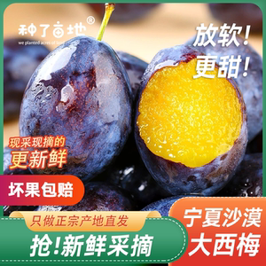 宁夏沙地种植现采现摘正宗红宝石西梅应季孕期水果脆爽多汁