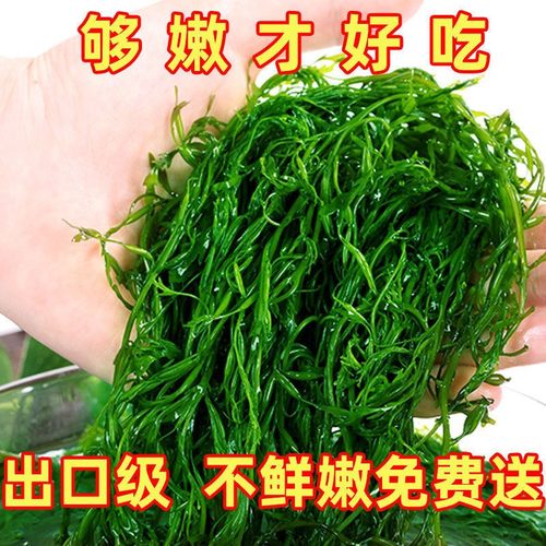 盐渍马尾藻海草装鞭炮笋海藻羊栖长寿菜凉拌麻辣烫火锅串串配菜