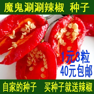 云南涮涮辣椒种子/魔鬼辣椒种子/象鼻辣椒种子 超辣1元3粒40包邮