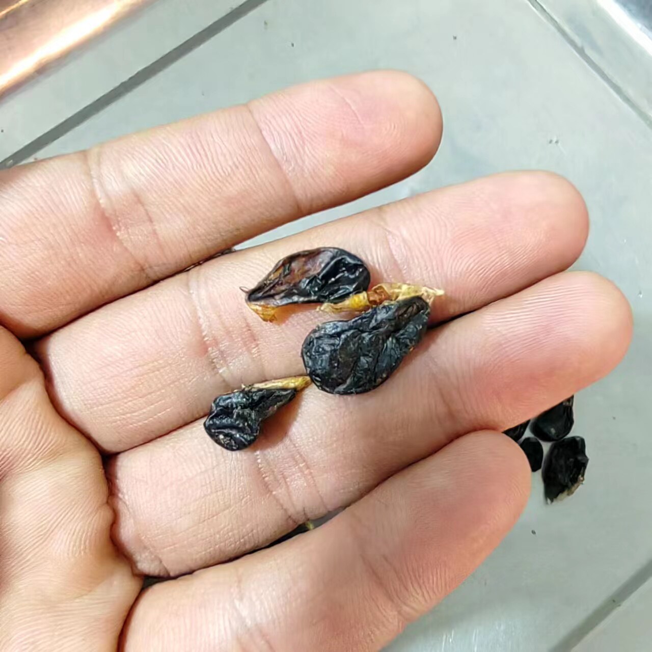 正宗银环蛇 白花蛇 蛇胆 1个18元  10个120元  100个13克