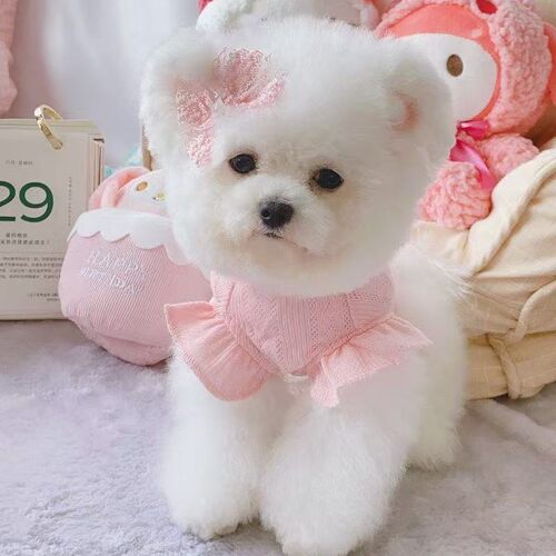 春夏狗狗猫咪衣服可爱超萌宠物连衣裙薄款飞袖背心泰迪比熊小型犬