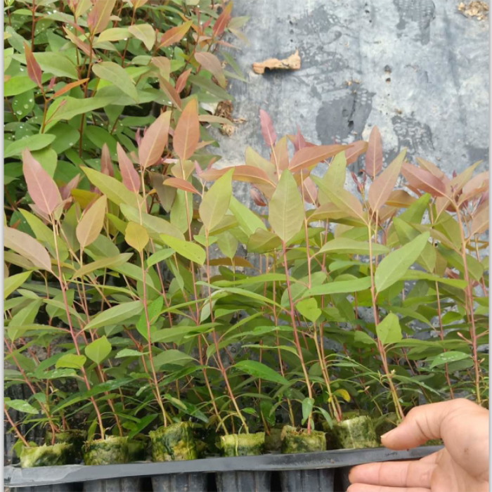 速生桉树苗广九 快速桉树苗 正品广29号苗桉树苗绿化林苗桉树树苗