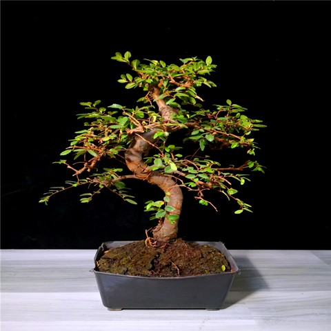 特价微型榆树盆景爪根榆小型盆栽植物室内迷你抱石素材苗包邮盘
