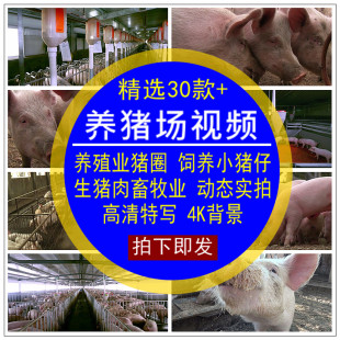 养猪场视频素材养殖业猪圈饲养猪仔生猪肉动态背景高清无水印特写