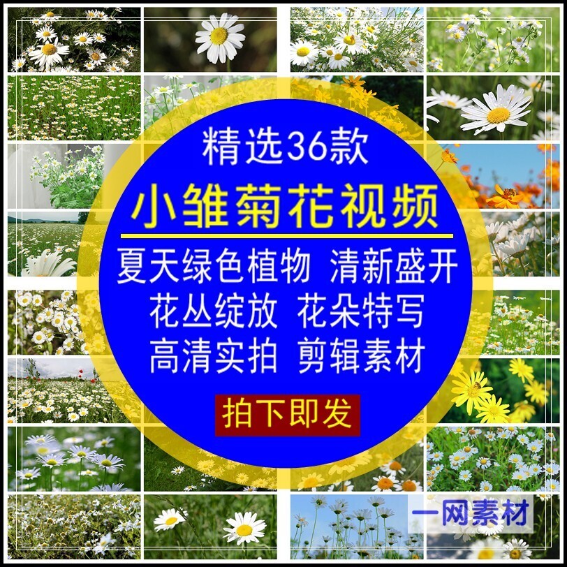 小雏菊花视频夏天绿色植物清新盛开花朵丛绽放特写自媒体剪辑素材