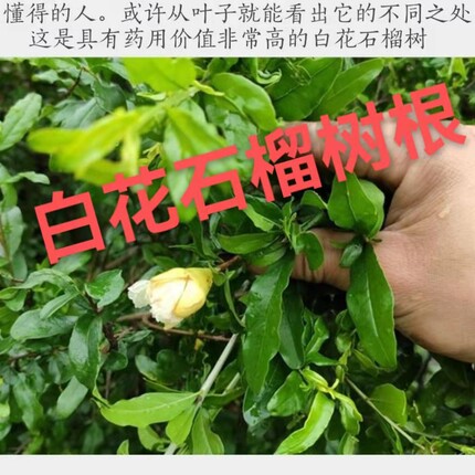 野生白石榴树根 自然晾晒 无硫璜漂白药材包邮石榴根白花石榴纯根