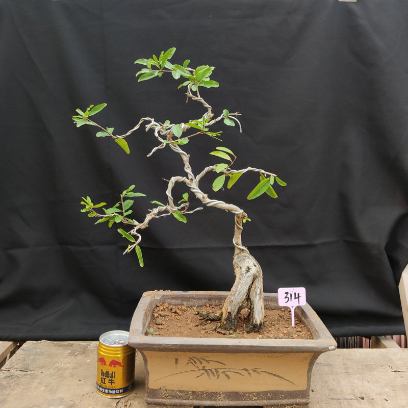枣庄精品石榴盆景提根造型树桩园艺微小老桩园艺花卉植物矮霸盆栽