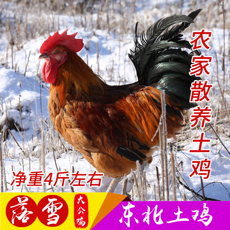 峰溪谷东北土鸡大公鸡半净膛4斤农家散养童子小笨鸡溜达整鸡月子