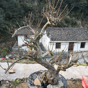 卖花渔村原生梅花盆景矮霸白梅玉蝶梅花老桩盆栽一物一拍耐寒好养