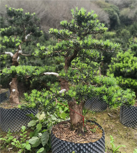 卖花渔村原生罗汉松盆景中大型植物绿植盆栽观叶园林景观阳台庭院