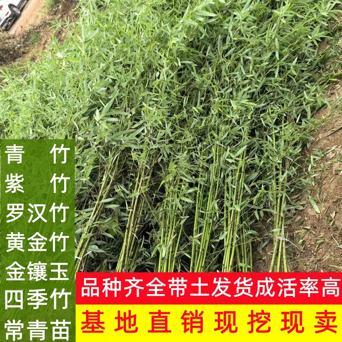 竹子苗紫竹庭院绿化观赏竹四季常