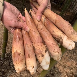 建瓯雷笋新鲜冬笋雷竹笋油焖笋野生现挖现发春笋腌笃笋蔬菜农家