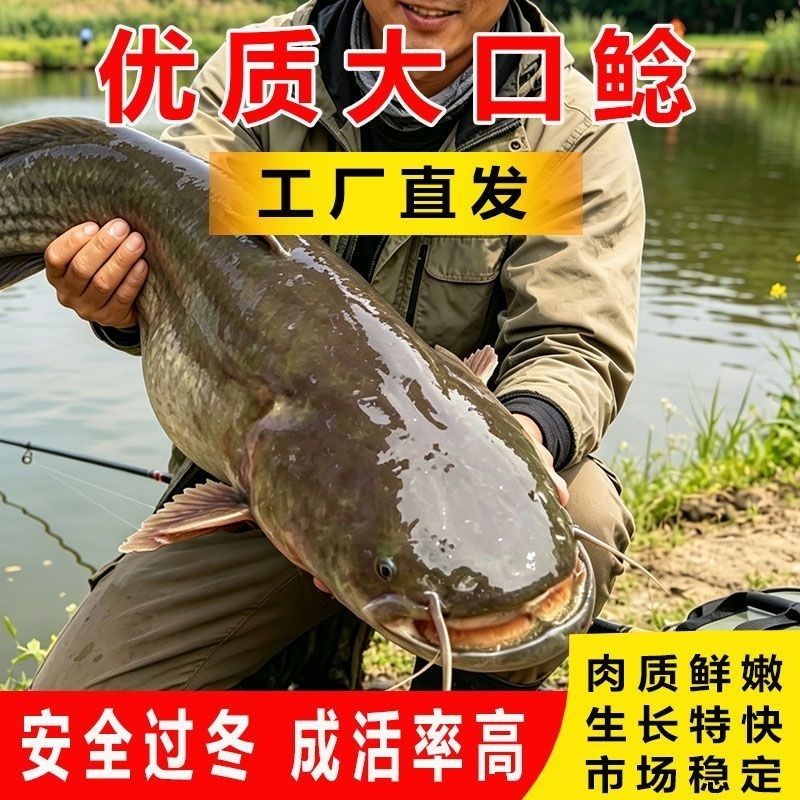 大口鲶鱼苗鲶鱼苗南方大口鲶土鲶鱼
