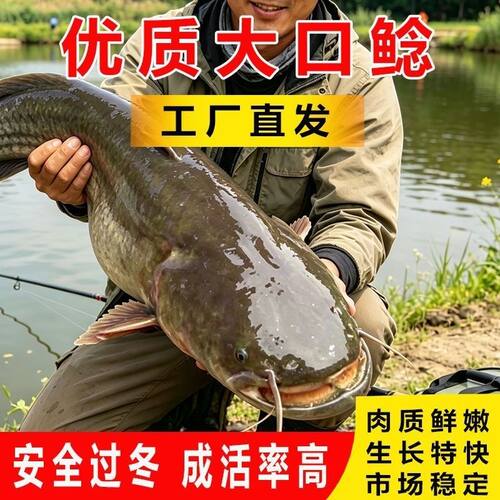 大口鲶鱼苗鲶鱼苗南方大口鲶土鲶鱼苗凶猛路亚量二须鲶鱼鱼塘鱼苗