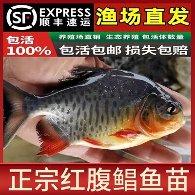 鲳鱼苗红腹白鲳鱼淡水养殖食用仓鱼苗肉食凶猛活体昌鱼好养观赏鱼