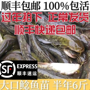 大口鲶鱼苗鲶鱼苗南方大口鲶土鲶鱼苗凶猛路亚量二须鲶鱼鱼塘鱼苗