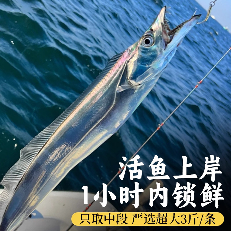 带鱼新鲜冷冻刀鱼段中段无冰特级大号东海小眼带鱼海鱼商用整箱