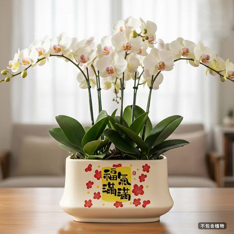 北欧花盆陶瓷长方形蝴蝶兰专用盆居家室内办公室桌面多肉绿植盆栽,鲜花速递/花卉仿真/绿植园艺,花盆,淘宝优惠券,粉丝福利购,淘宝优惠卷