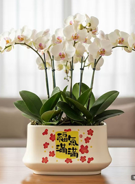 北欧花盆陶瓷长方形蝴蝶兰专用盆居家室内办公室桌面多肉绿植盆栽