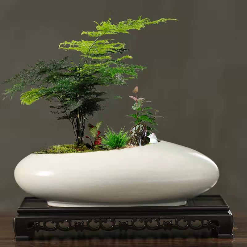 盆景盆陶瓷多肉绿植托盘六月雪