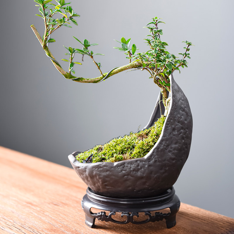 异形创意紫砂陶瓷花盆粗陶