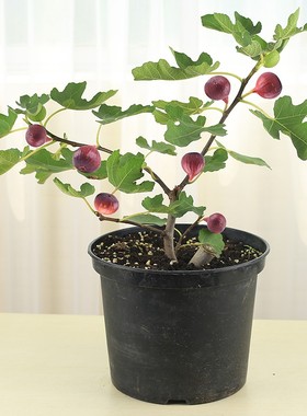 无花果苗盆栽果树苗波姬红巴劳耐格莱斯紫色波尔多BNR丰产黄斯特