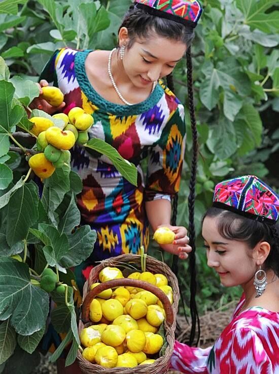 新疆早黄无花果苗树上包子