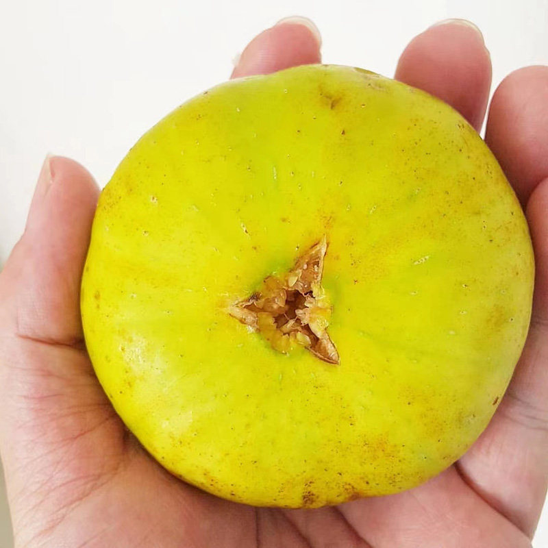 金傲芬无花果 金黄色大果 jinaofen 无花果苗 盆栽无花果地栽