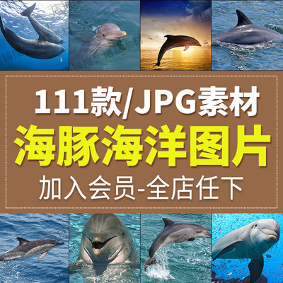 高清动物生物海豚海洋齿鲸动物美工设计合成JPG图片背景海报素材