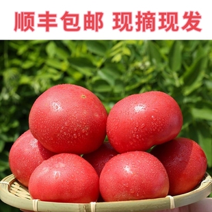 顺丰3/5斤绿色四川露天沙瓤番茄自然成熟不打药新鲜当季健康水果