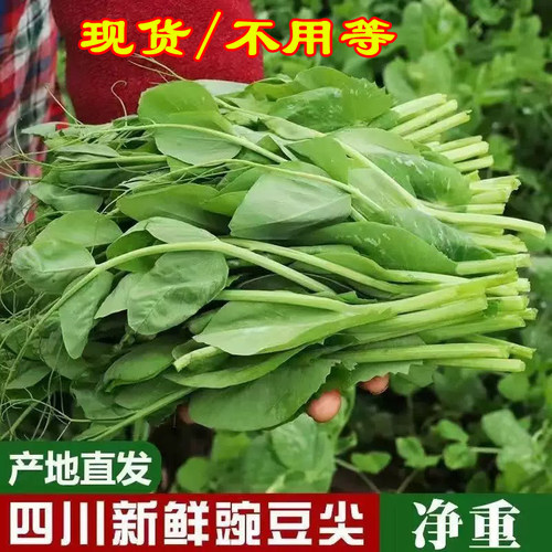 四川豌豆尖新鲜当季蔬菜豌豆苗现摘现发火锅菜露天龙须菜包邮